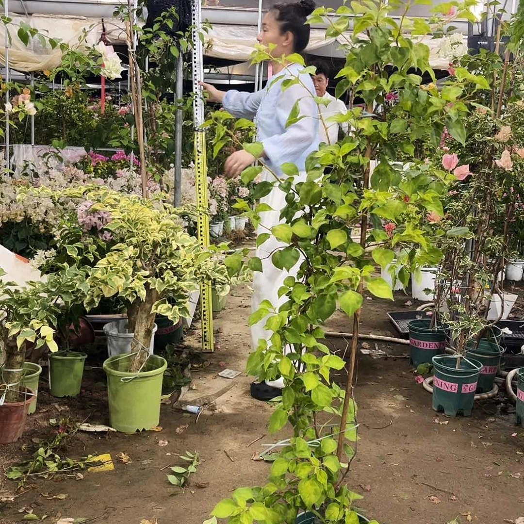 完全开放三角梅949