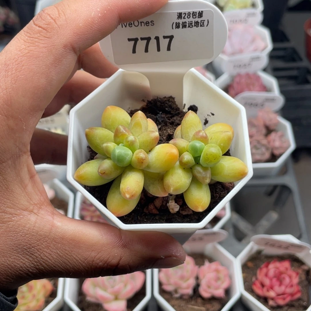 7717黄香蕉5.0厘米