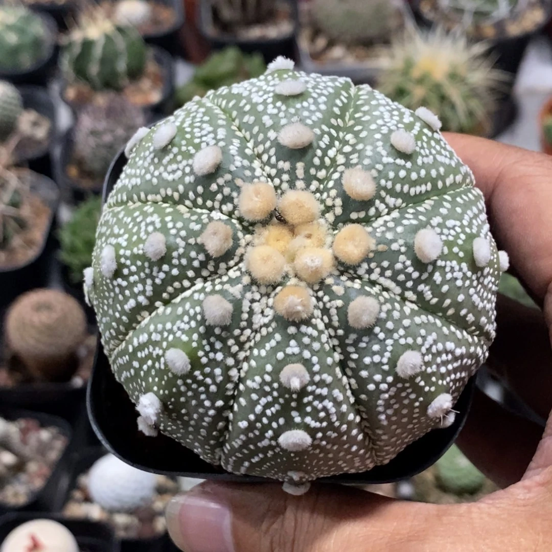 植播园艺优选超兜