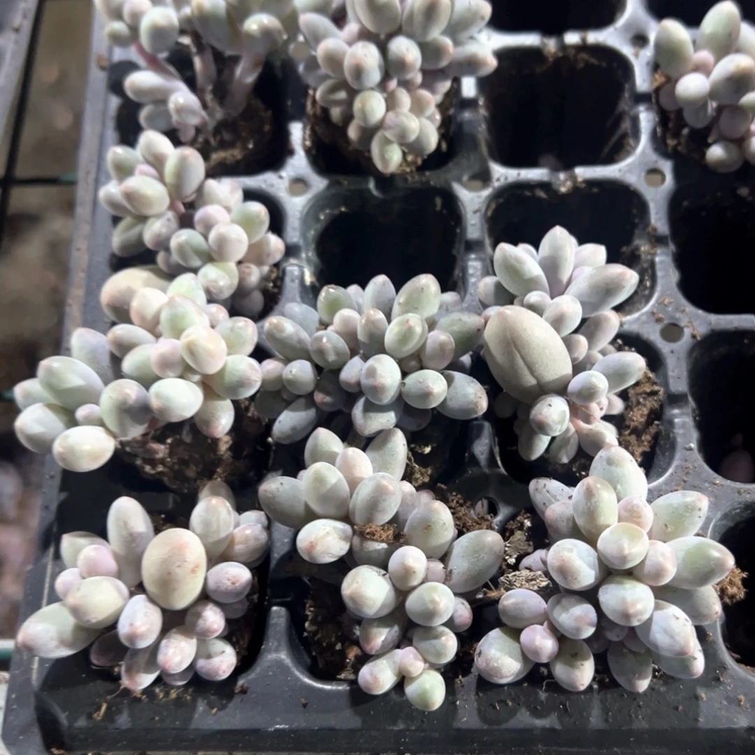 汤圆小群到手5颗 量拍多肉满18包邮