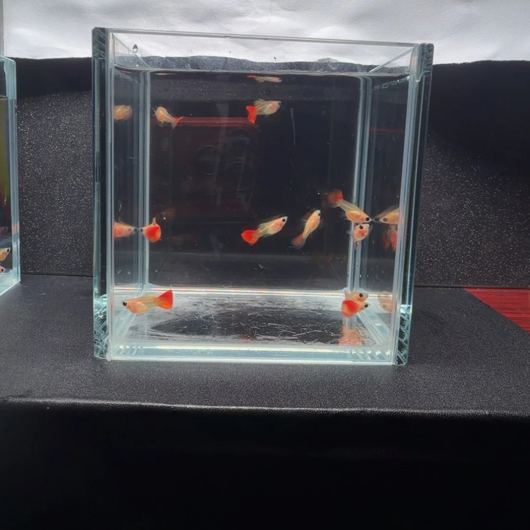 孔雀鱼银河琉璃苗子6公4母