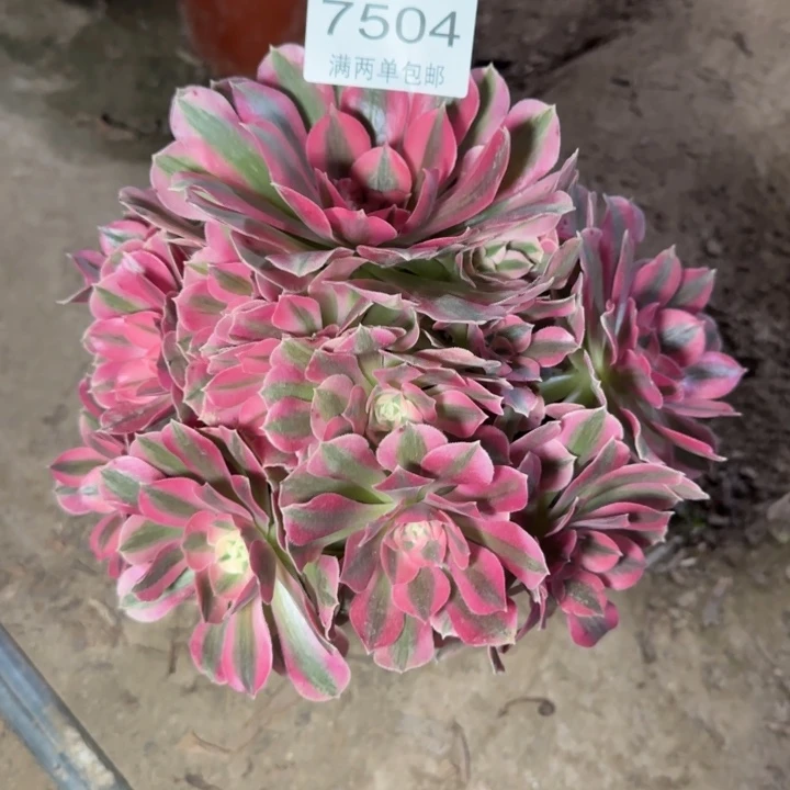 7504女巫多肉植物