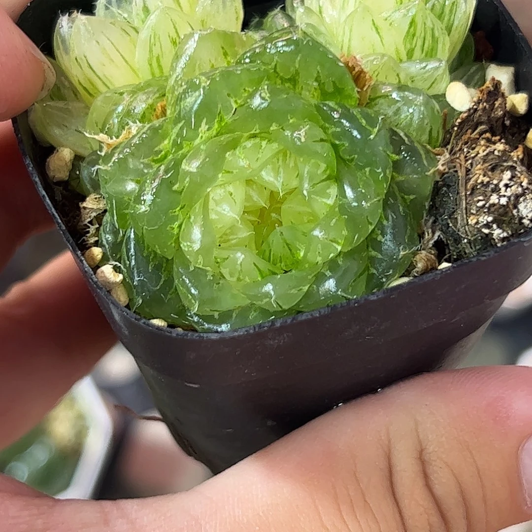 翠云锦十二卷多肉植物满