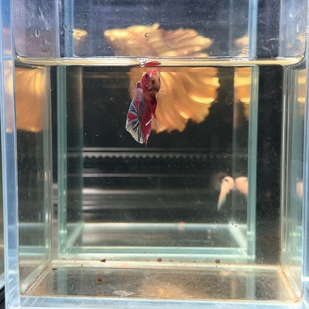 斗鱼活体观赏鱼好养耐活