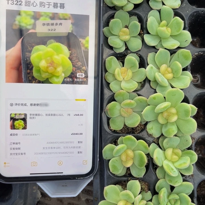 甜心322，满9.9元包邮