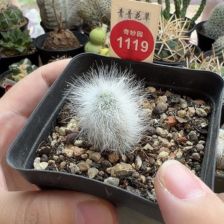 实生白毛虾一棵仙人球