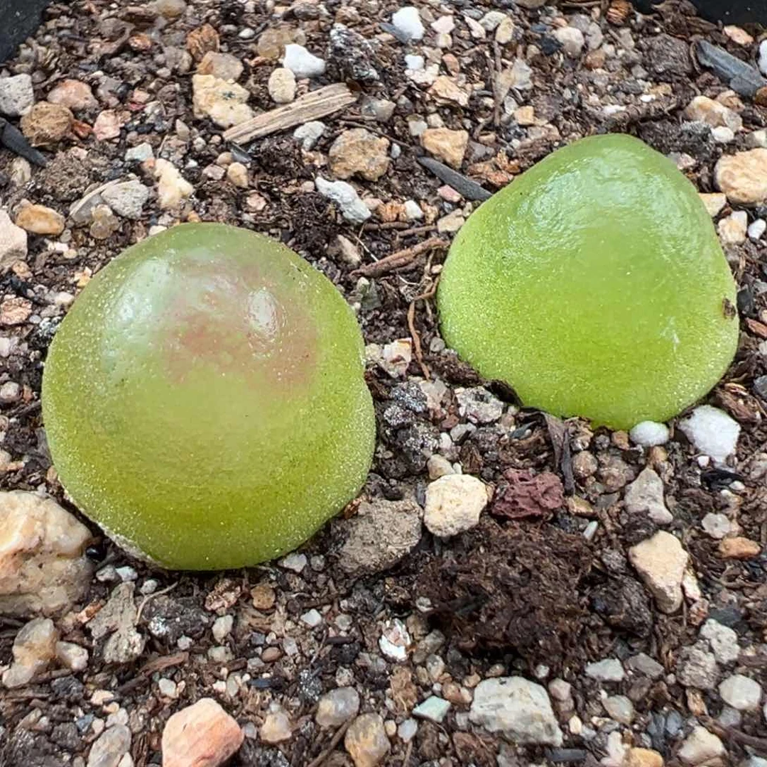 7.10好看的多肉脱土发货020