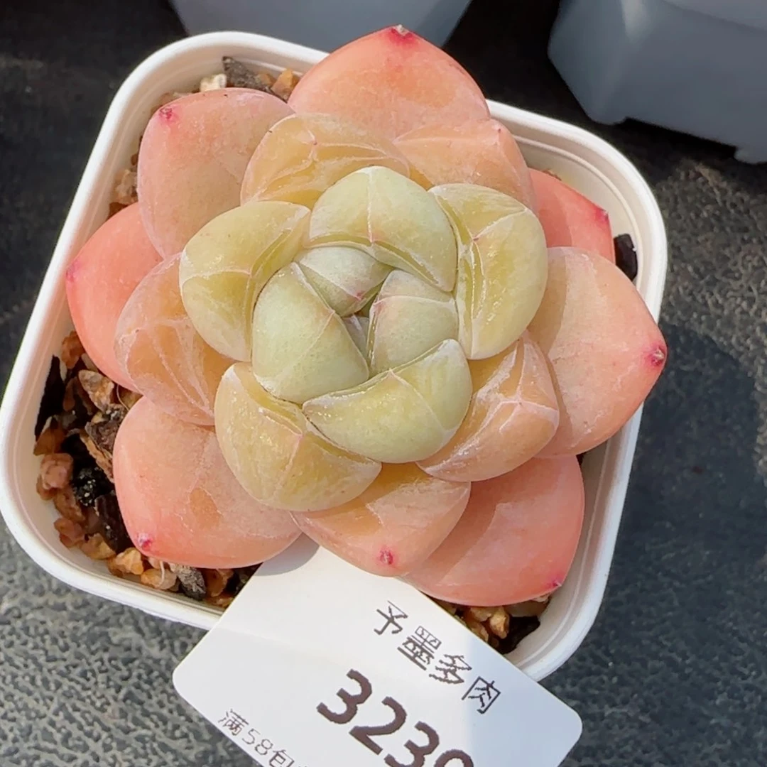 开播福利，3239多肉植物