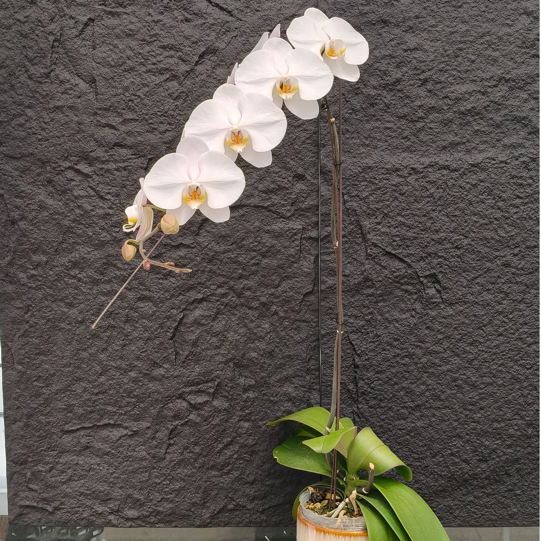 蝴蝶兰龙兰-大白V3(五寸C级）