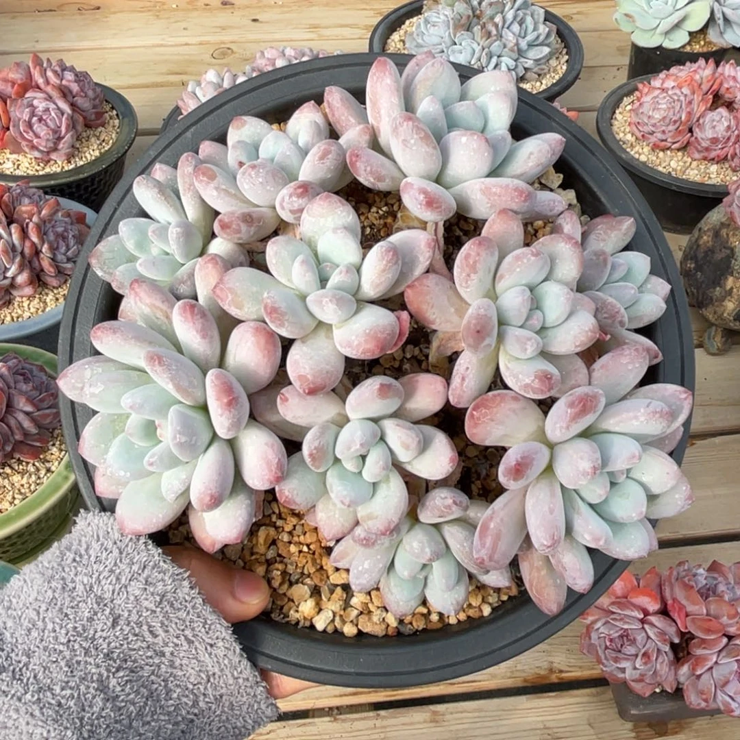 香水一物一拍不支持退换