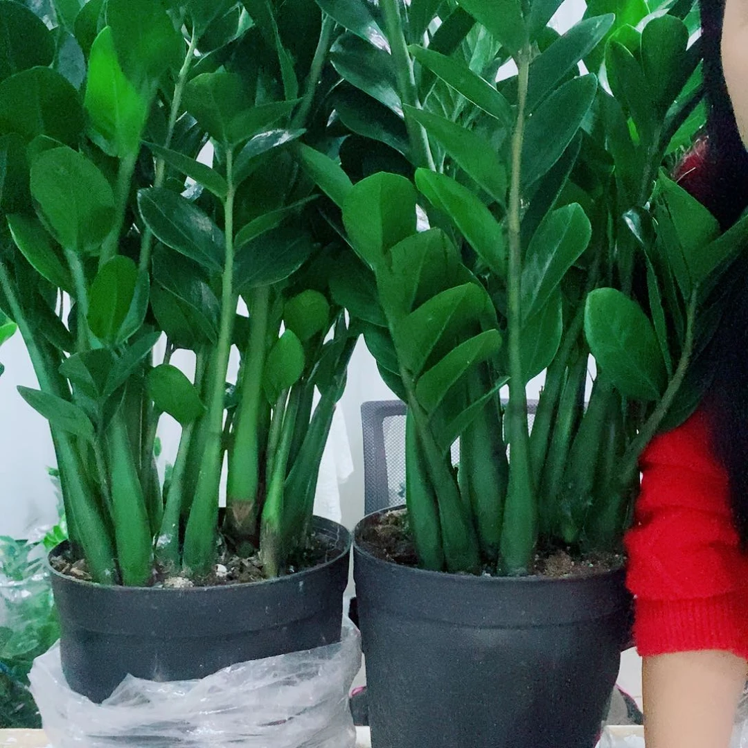 快***妈不开花植物25规格圆叶