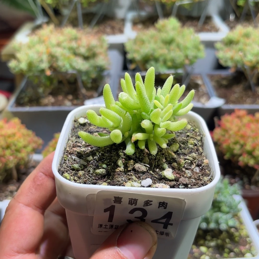 旺***谭枝干番杏玉米锦134