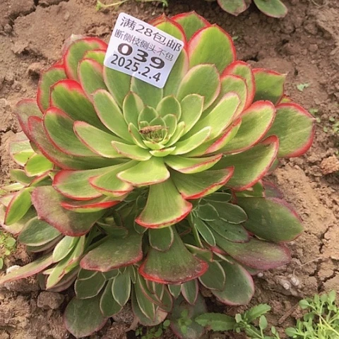 2.4-39粉花妖多肉植物