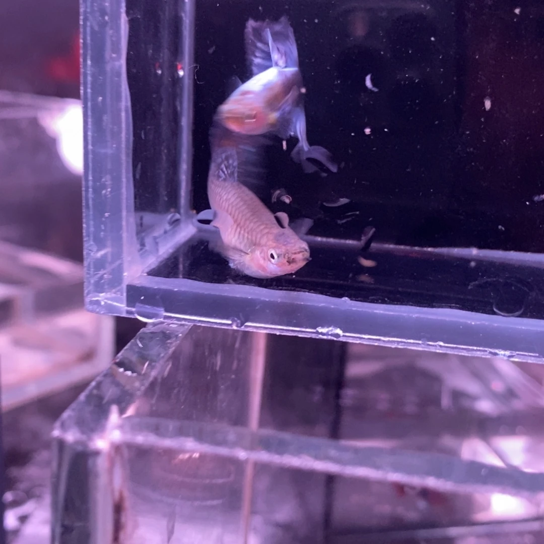 孔雀鱼半月尾一对