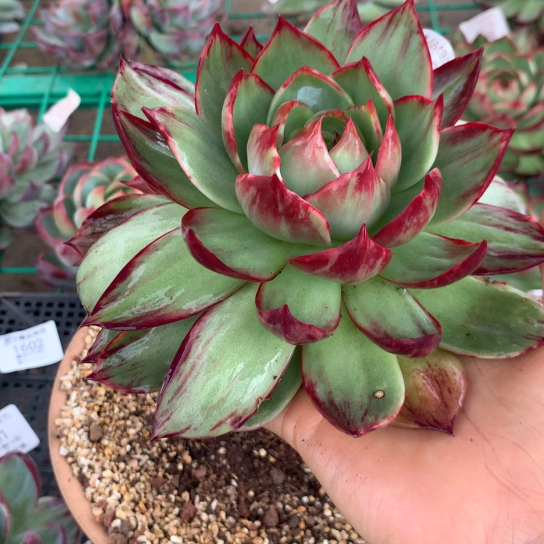 花***生1450号多肉植物惊鸿17