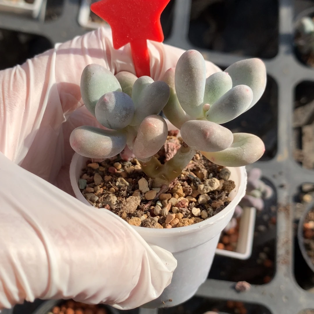 彩虹奶酪多肉特价彩虹