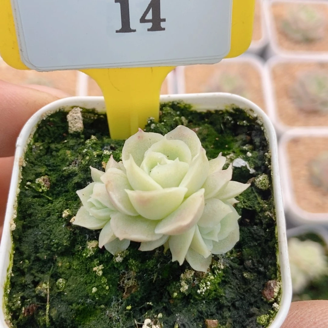 哈****?114虾饺多肉植物……