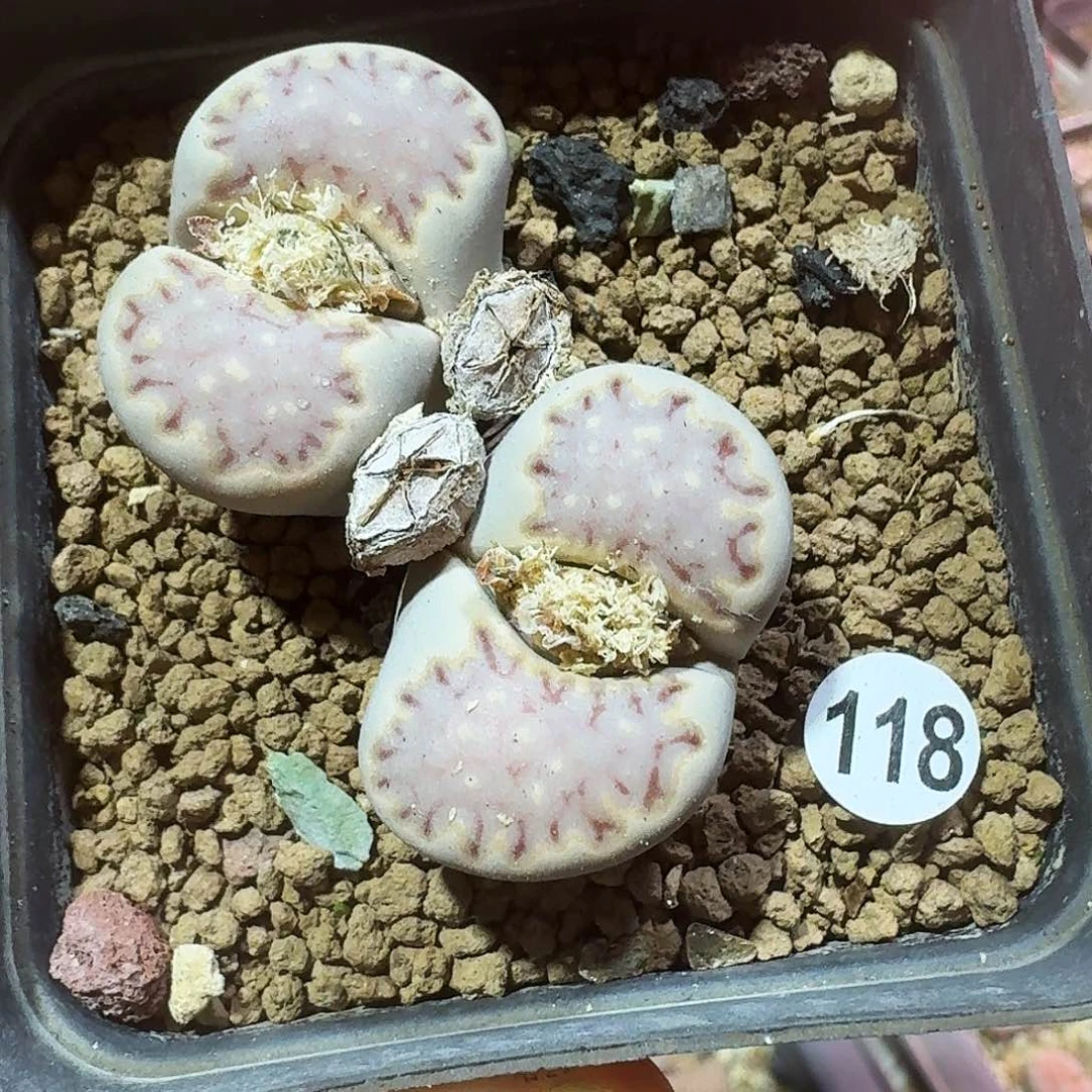 多肉植物福利风铃