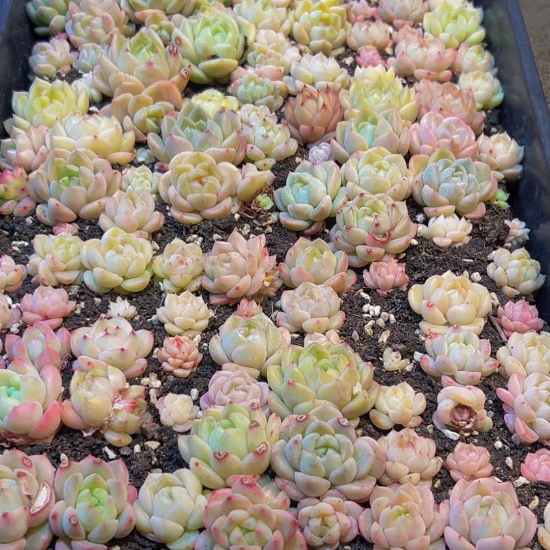 柒***634多肉葡萄的味道是