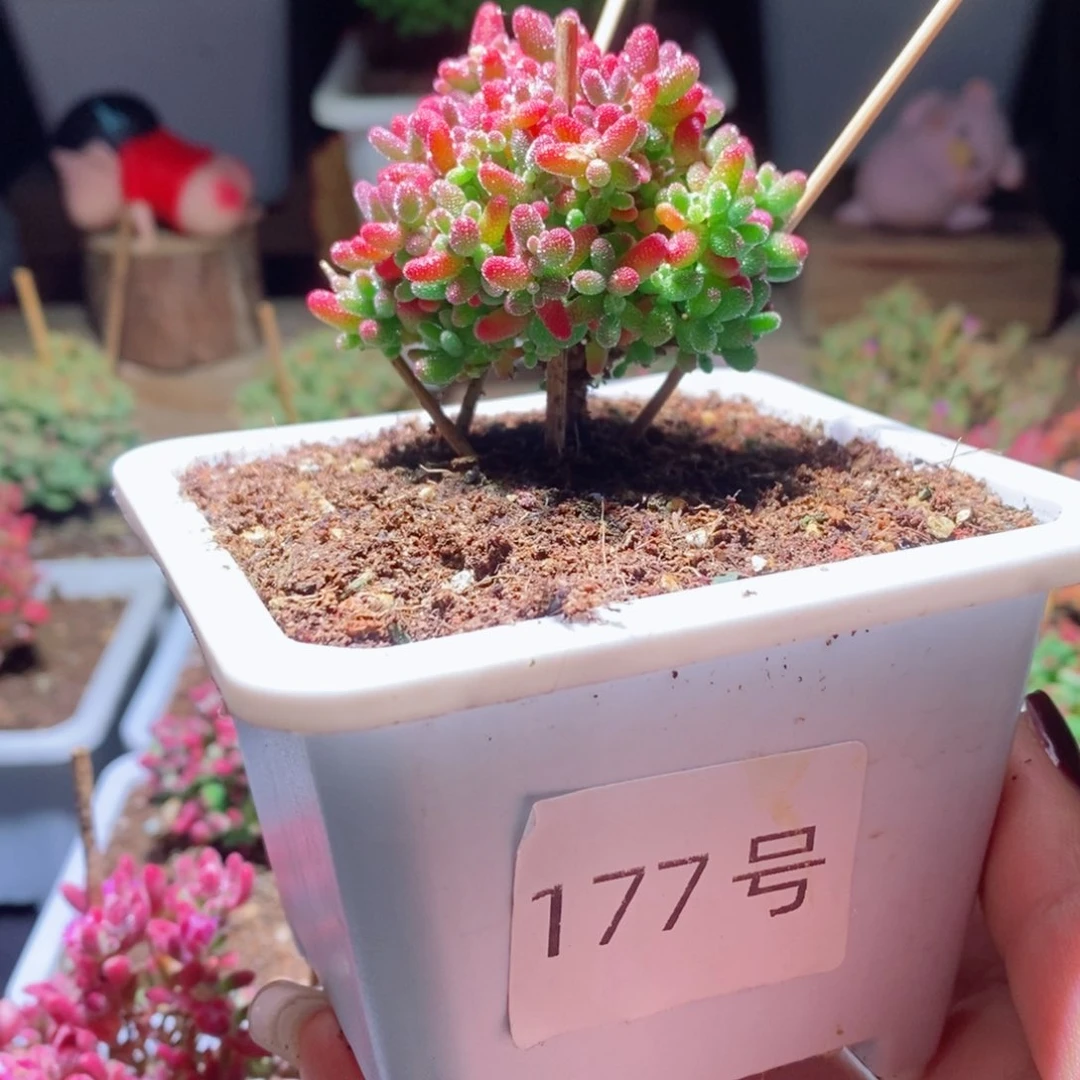 蜜橘带盆土发货一物一拍