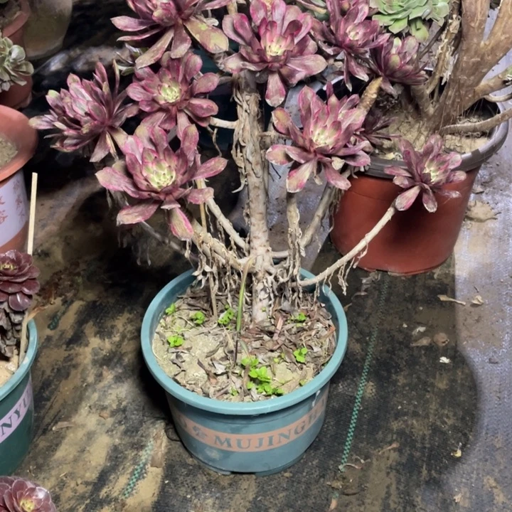 90紫霞仙子多肉多肉植物