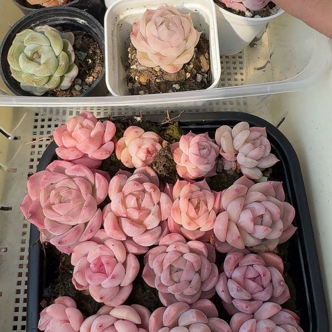 杂交新品珍妮多肉486