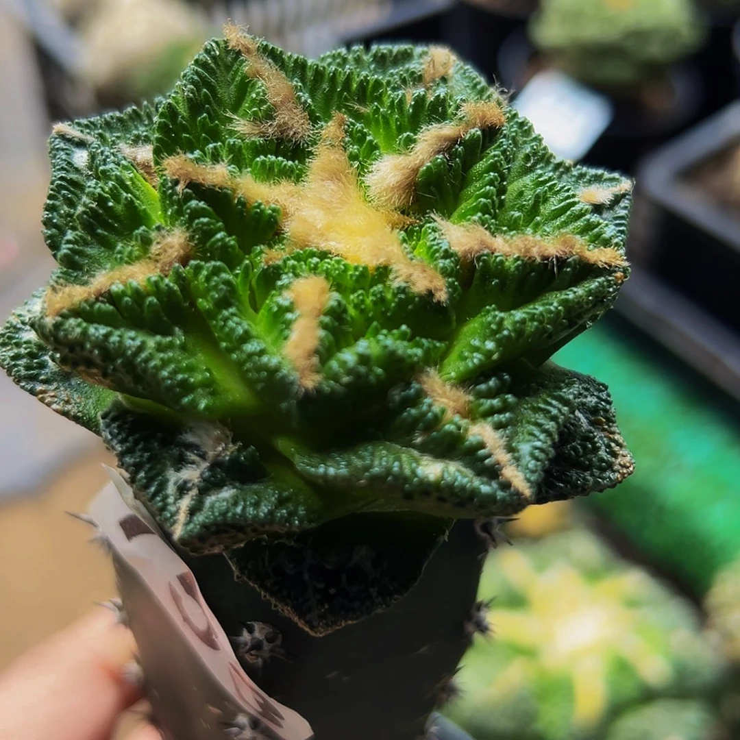 无花朵大尤隔尤辛顿牡丹753