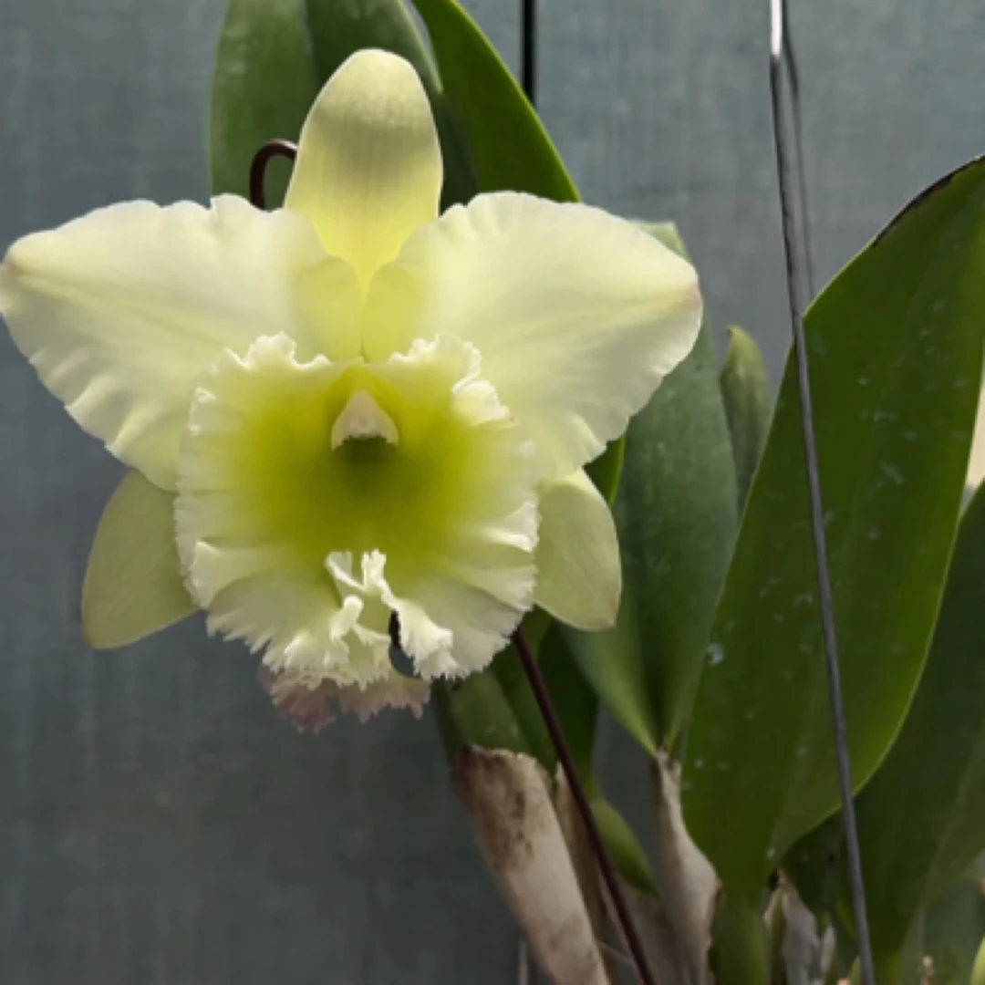 Rlc. Chunfeng Apple'春风苹果'白绿配色大花卡特兰阳台庭院兰花
