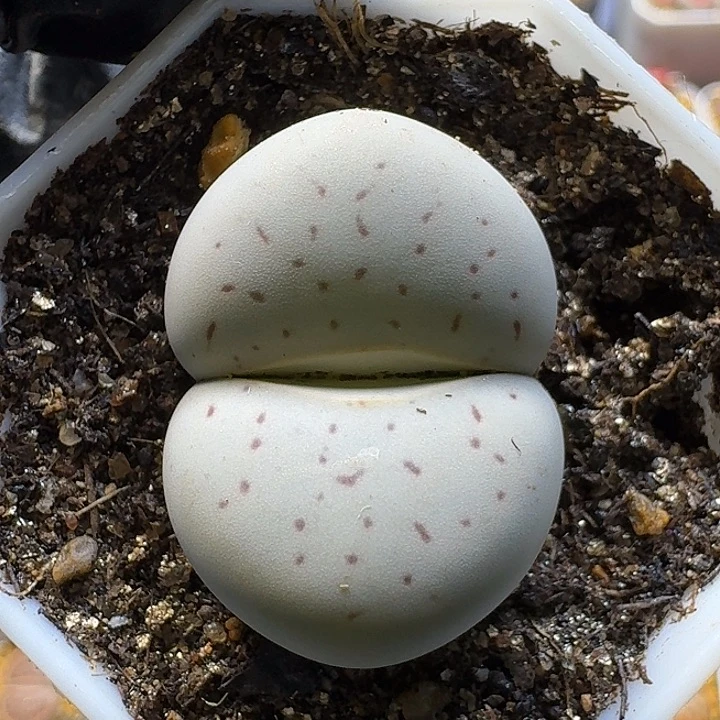 咸***肉生石花112112。  117