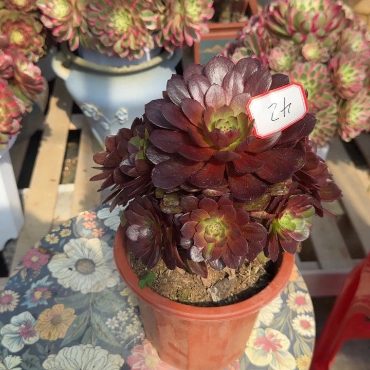 花好月我兔子0330～42