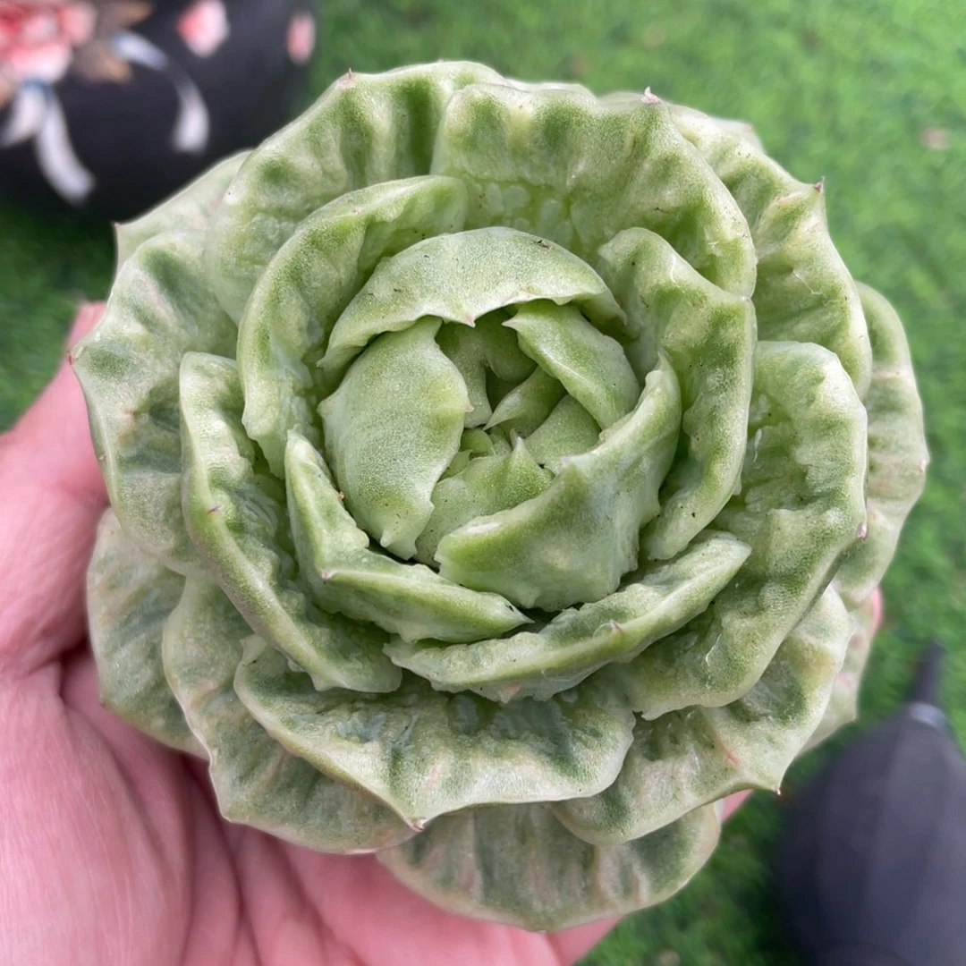 新品石化单头 多肉植物