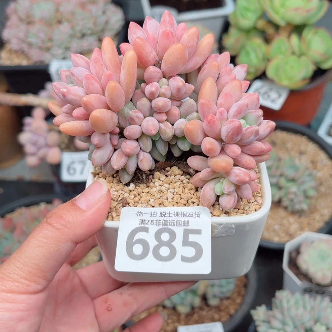 星黛露无盆土发货