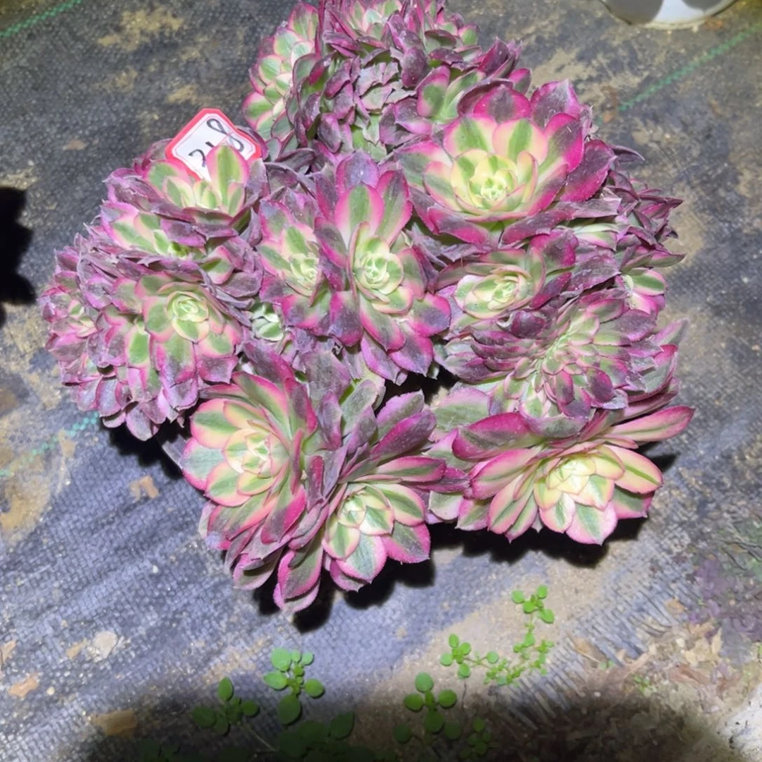 318多肉植物荔枝朵缀化