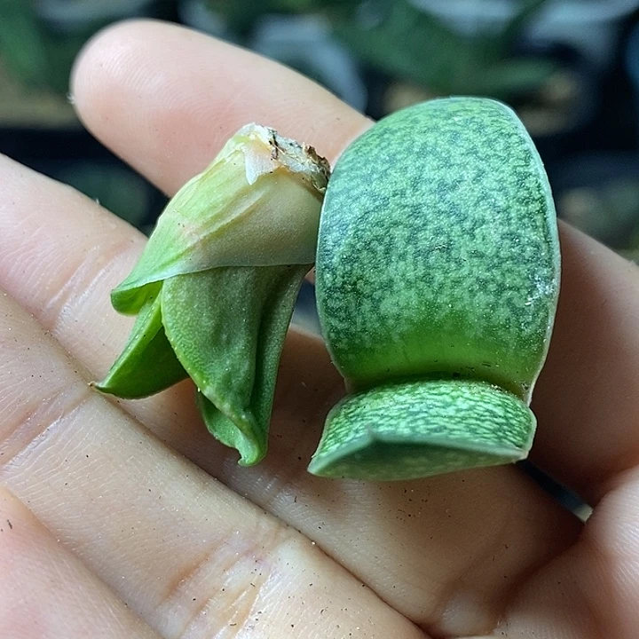 不带盆脱土裸根发货