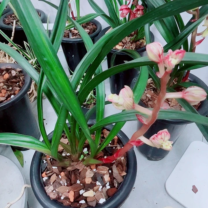 秋榜火彩晶龙4个头带花