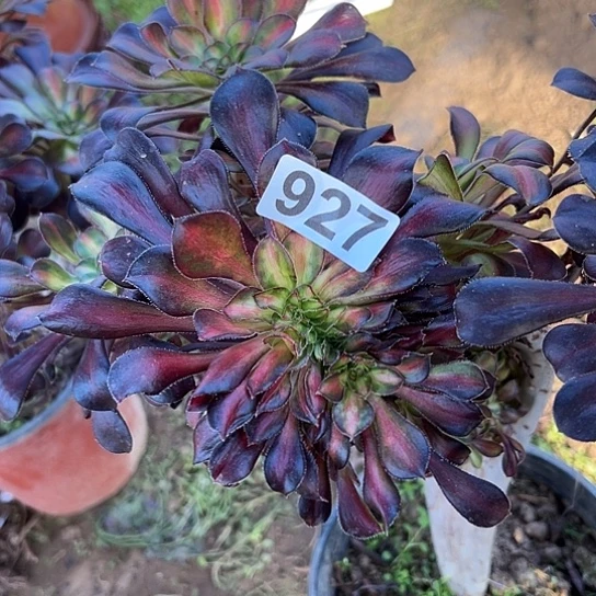 冷***雨多肉植物一个晚霞927