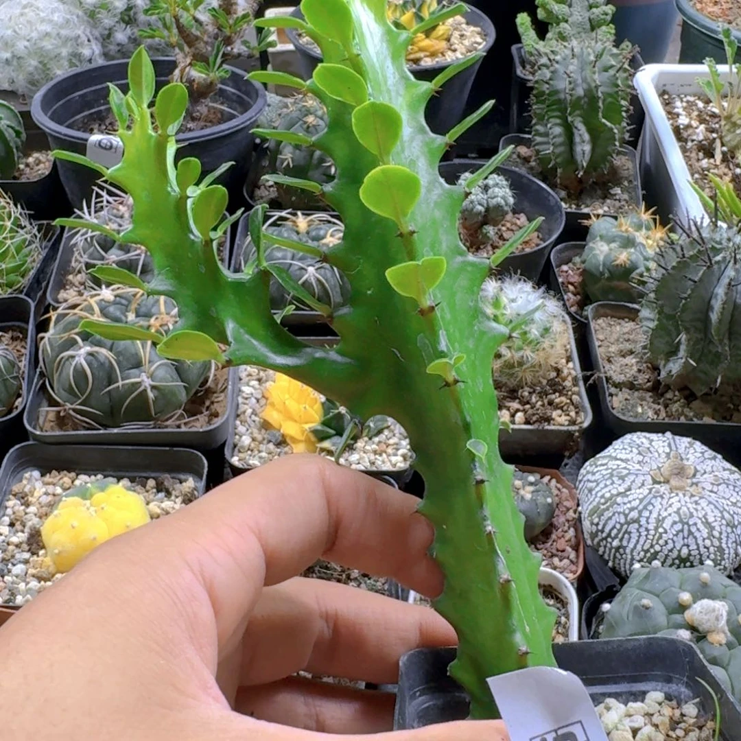 1***1553龙骨脱土发货自根