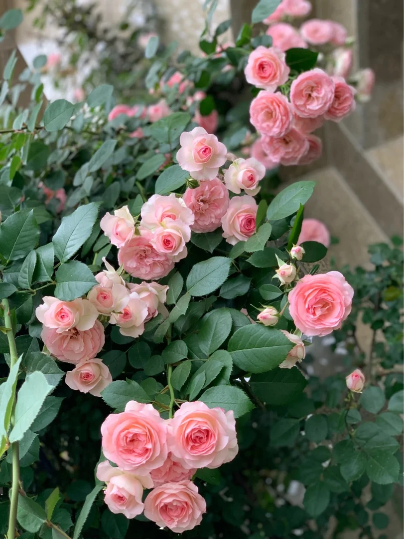 特大藤小伊藤本伊甸园爬藤多季开花花量大一直多头