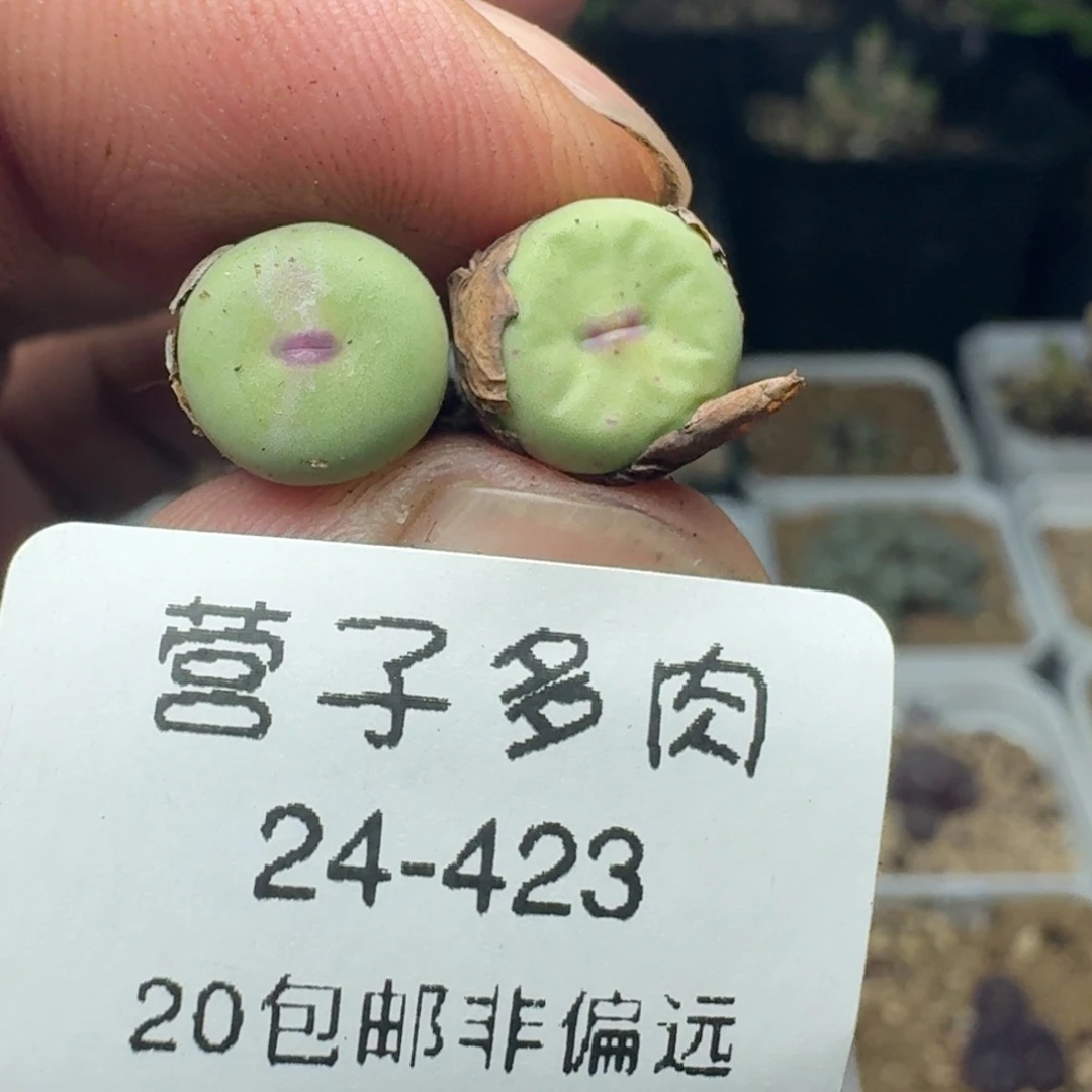 紫皮大红嘴。