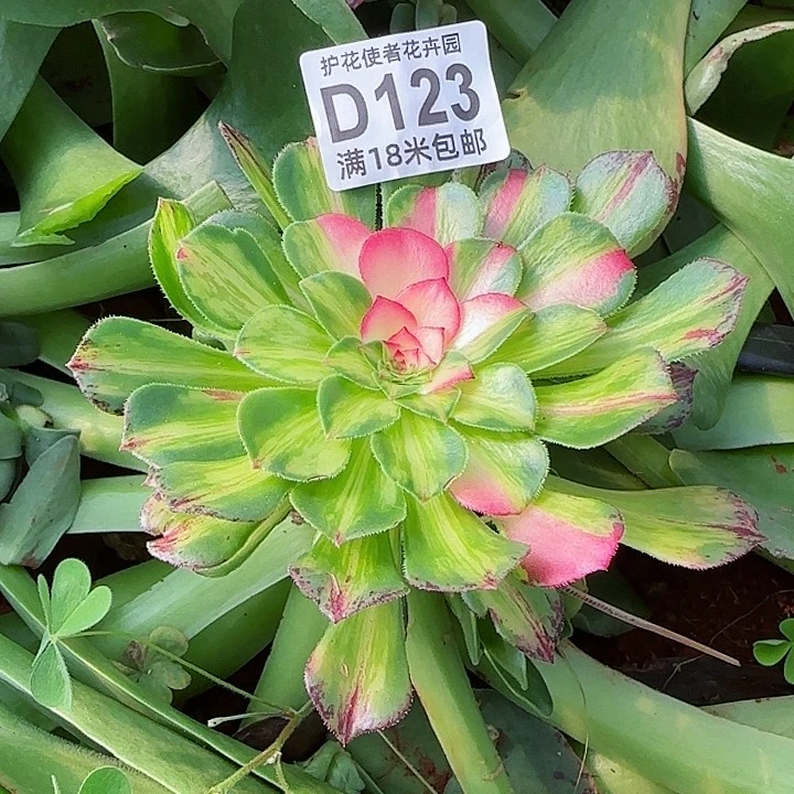 多肉法师知否捧花