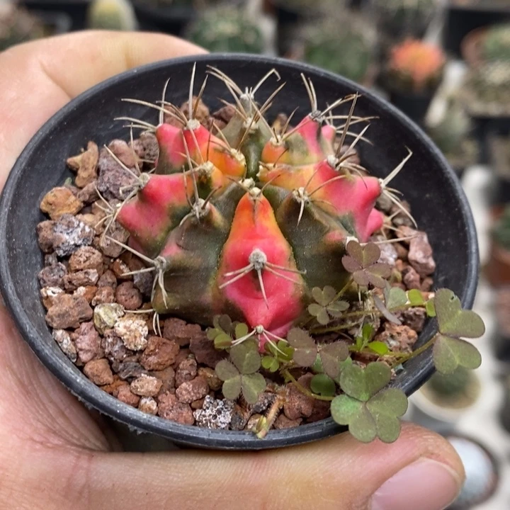 实生花蝴蝶牡丹锦特价