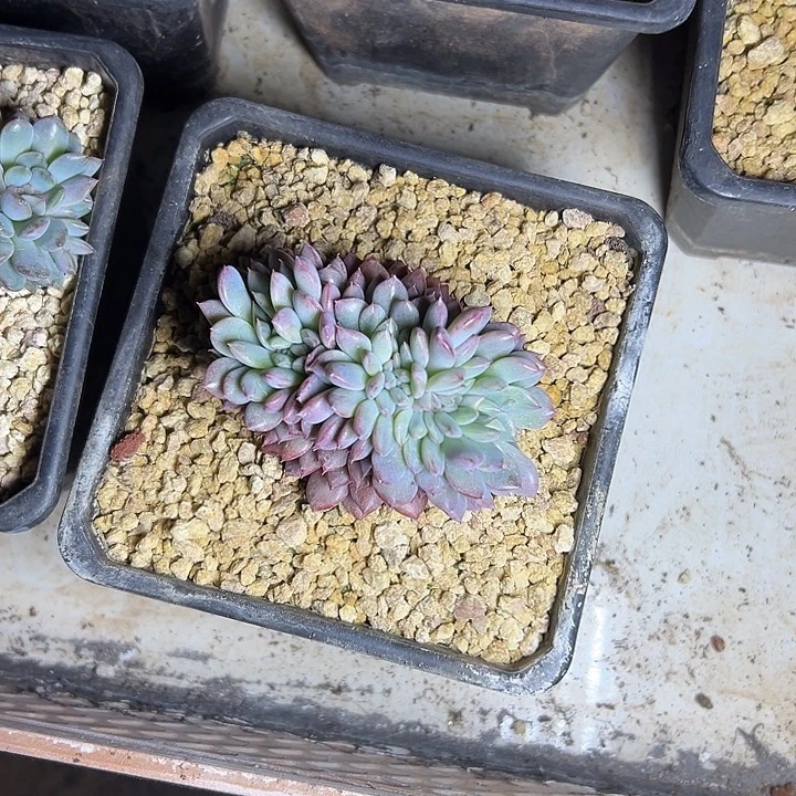 黑曼巴群生缀化多肉