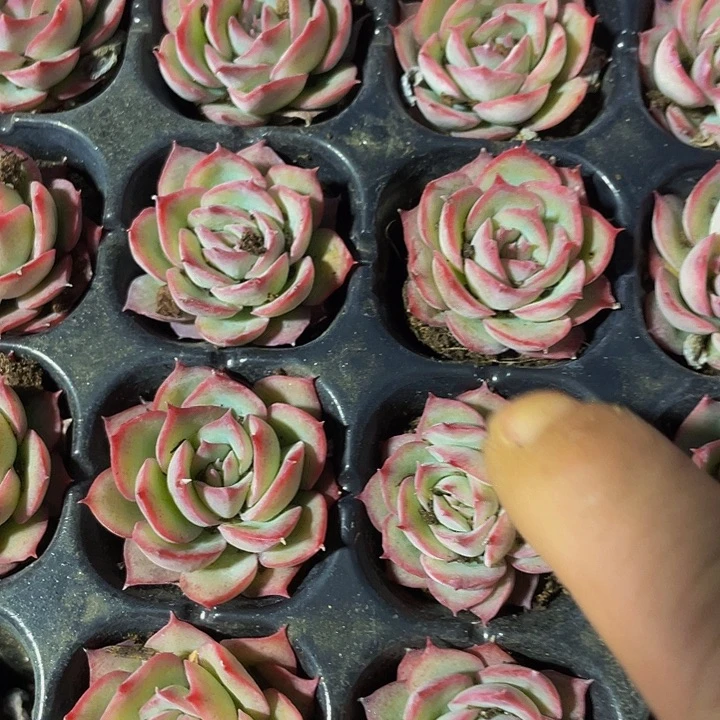 小侧影1元带土发