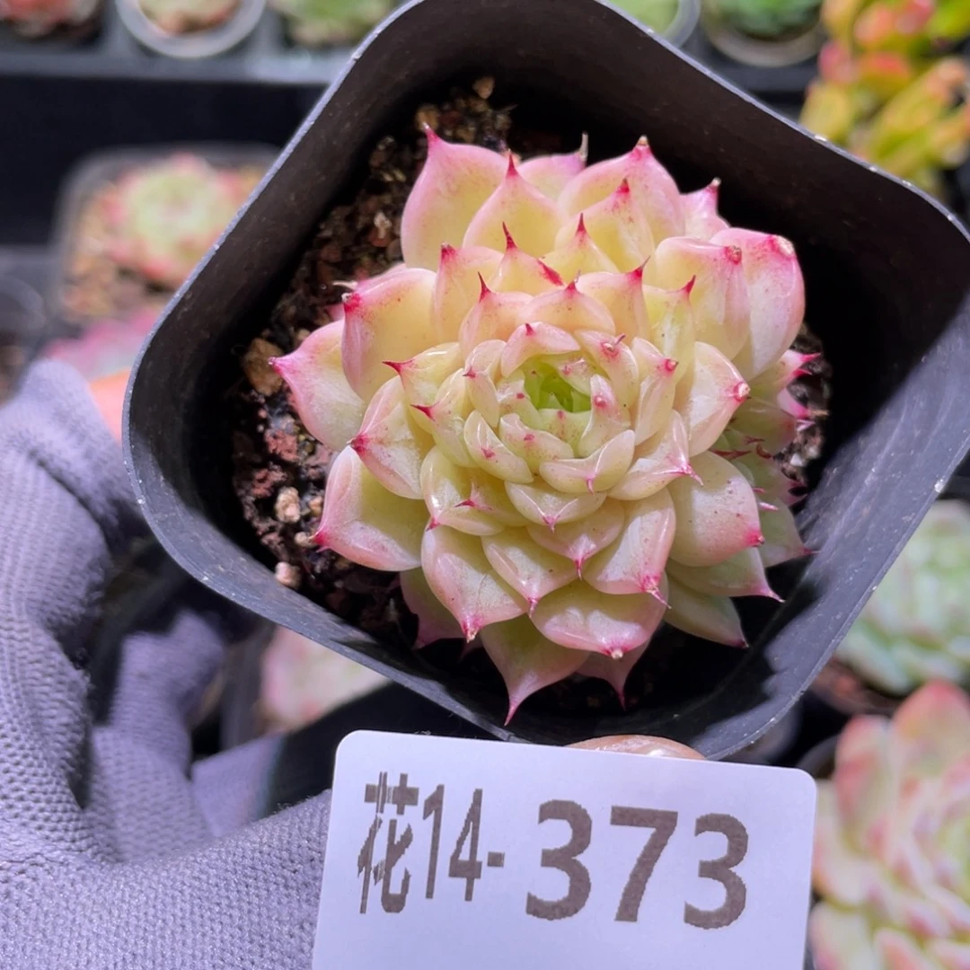 花利美14-373麦秆