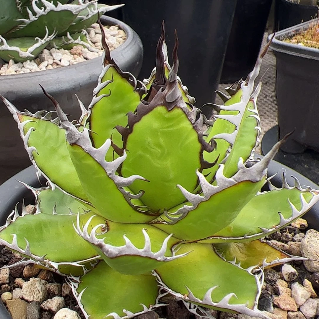 乔**我霍利达龙舌兰植物