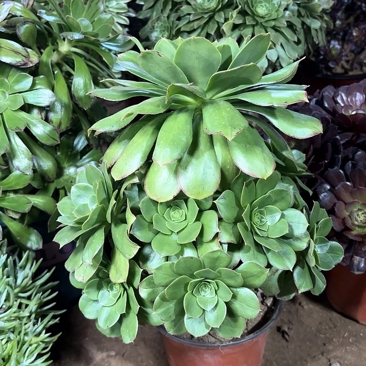 多肉植物大玫瑰75