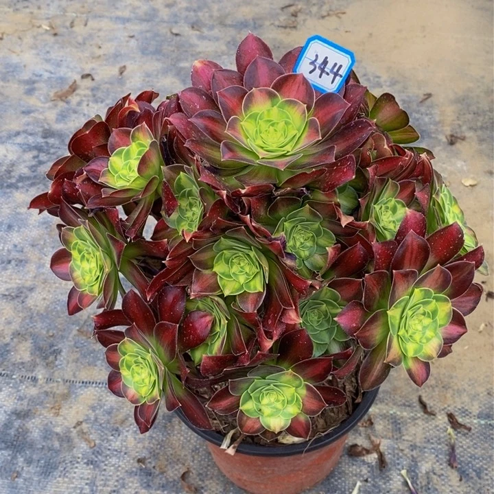 乐**妈344韶华多肉法师