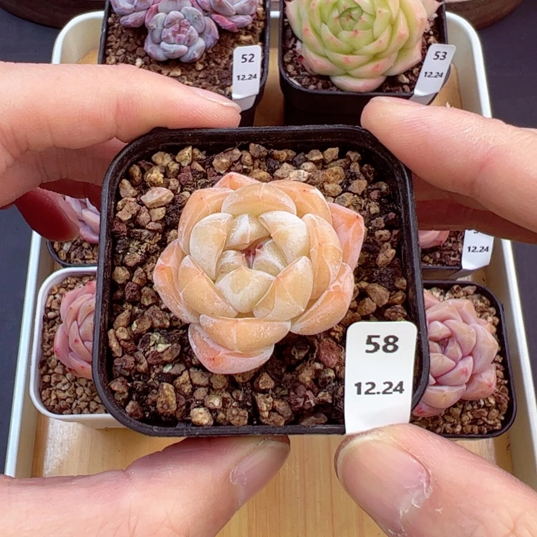 好好看58、哈哈哈哈