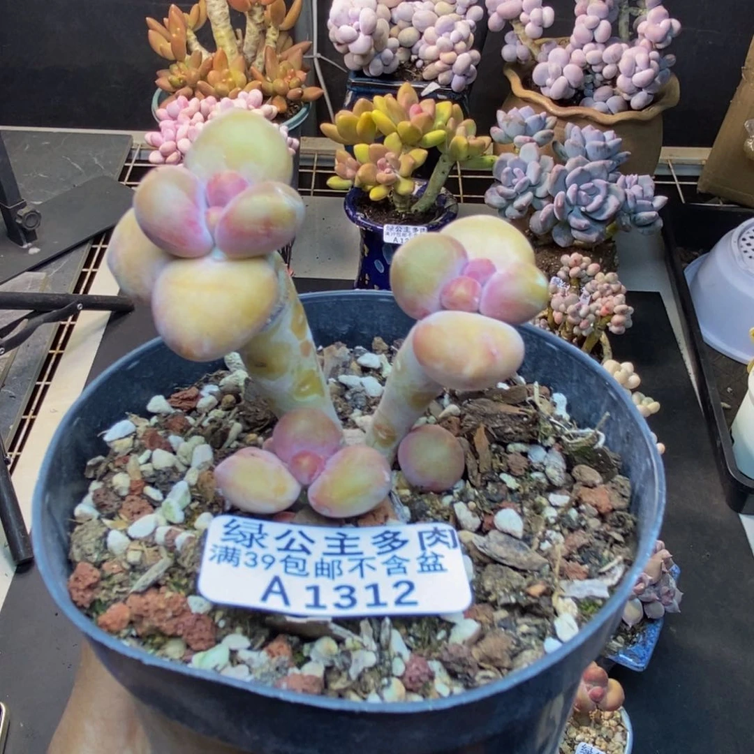 312芒果奶kk奶多肉5c m m