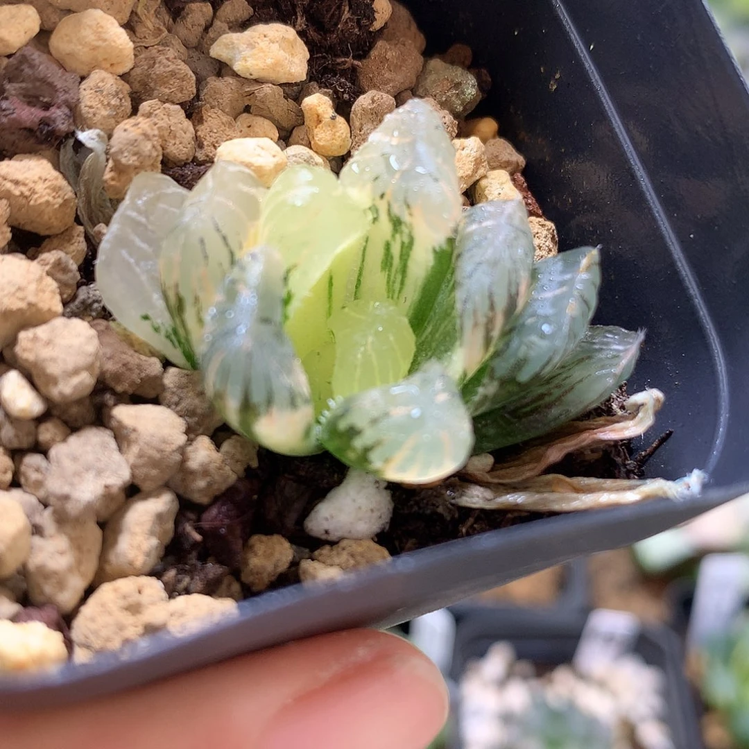 孔明灯玉露锦带盆土发货